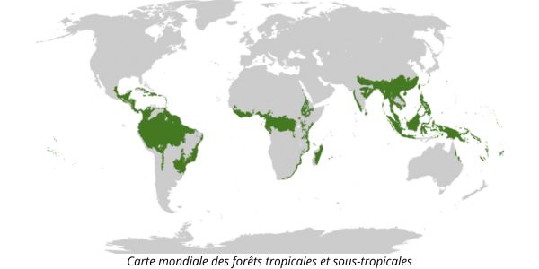 Carte mondiale des forêts tropicales et sous-tropicales