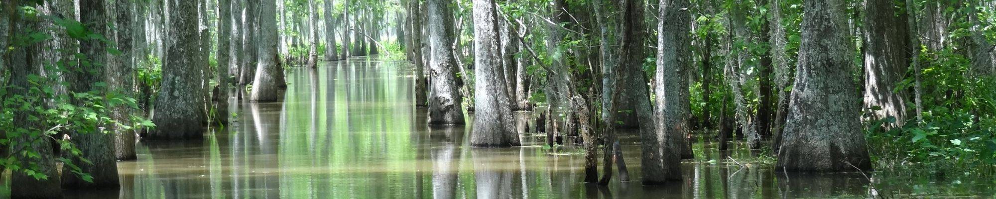 Picture of a wetland
