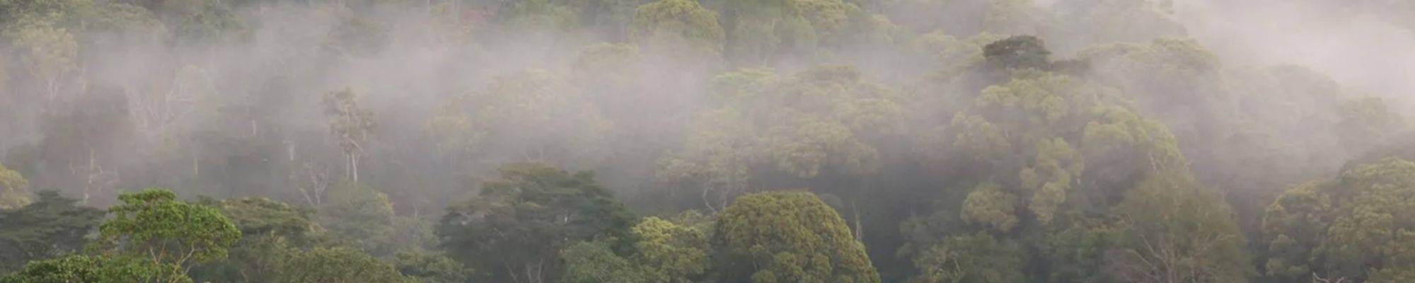 Photo d'une forêt tropicale ougandaise