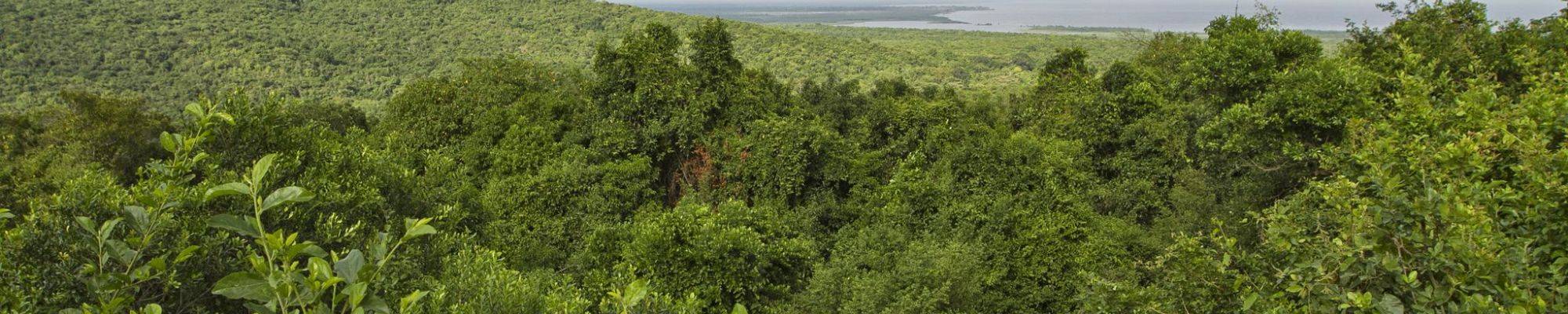 View from above a tropical forest