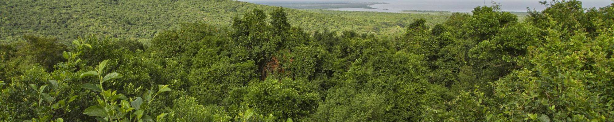 Photo d'une forêt tropicale proche d'un point d'eau