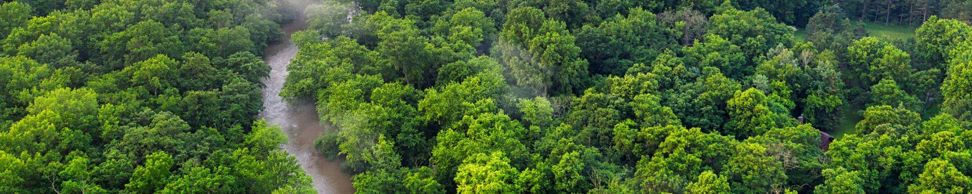 View from above a tropical forest
