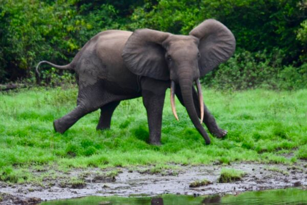 Thèse OFVi sur la coexistence éléphants de forêt Loxodonta cyclotis et communautés locales Thèse OFVi sur la coexistence éléphants de forêt Loxodonta cyclotis et communautés locales