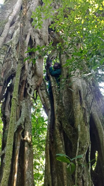 Photo of the installation of a camera trap