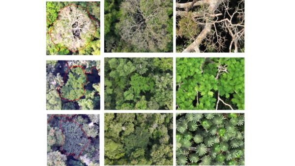 Vue verticale de la canopée à différents niveaux de zoom, révélant floraisons, fruits, lianes Vue verticale de la canopée à différents niveaux de zoom, révélant floraisons, fruits, lianes
